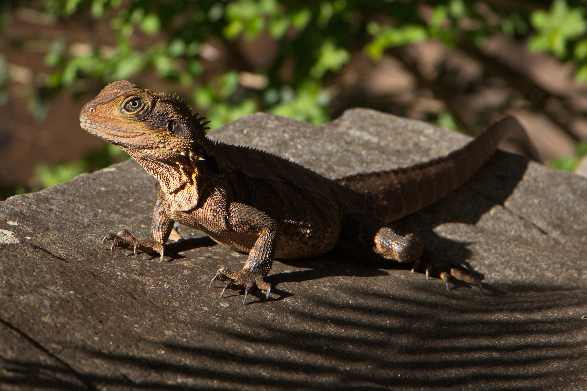 153 lizard island national park, queensland.webp